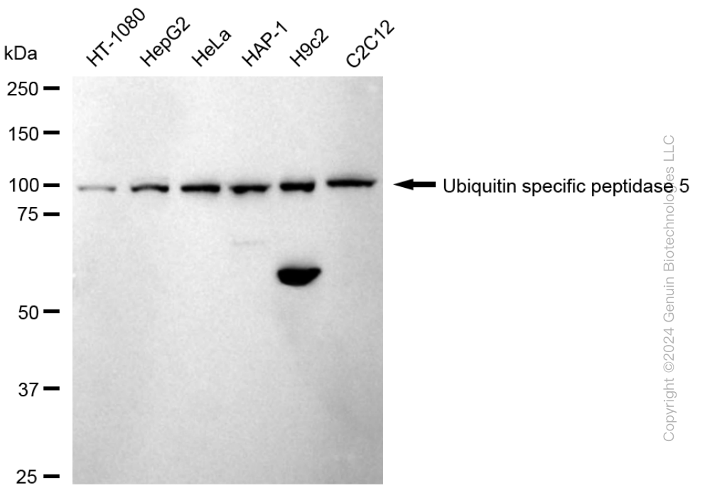 KD-Validated Anti-Ubiquitin Specific Peptidase 5 Rabbit Monoclonal Antibody ABG1747