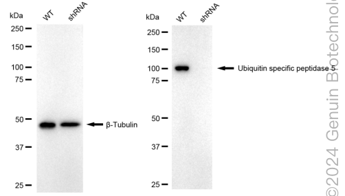 KD-Validated Anti-Ubiquitin Specific Peptidase 5 Rabbit Monoclonal Antibody ABG1747