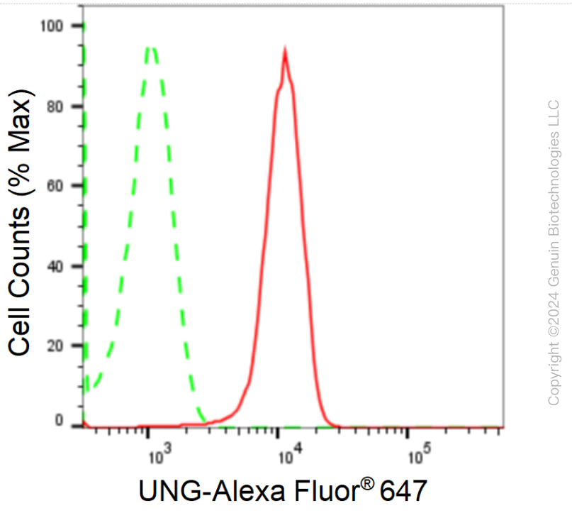 KD-Validated Anti-Uracil DNA Glycosylase Rabbit Monoclonal Antibody ABG1748
