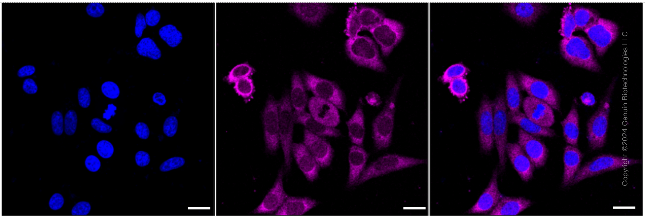 KD-Validated Anti-Uracil DNA Glycosylase Rabbit Monoclonal Antibody ABG1748