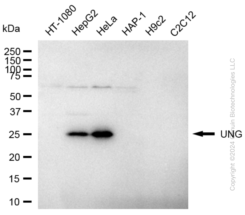 KD-Validated Anti-Uracil DNA Glycosylase Rabbit Monoclonal Antibody ABG1748