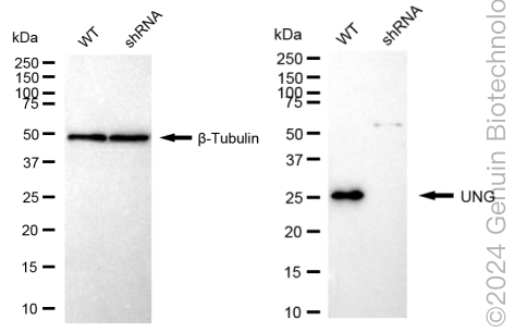 KD-Validated Anti-Uracil DNA Glycosylase Rabbit Monoclonal Antibody ABG1748