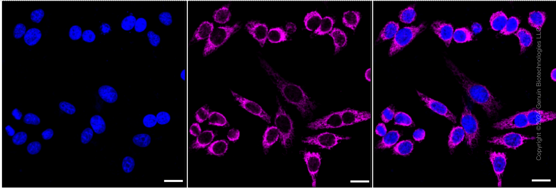 KD-Validated Anti-TNF Receptor Associated Protein 1 Rabbit Monoclonal Antibody ABG1749