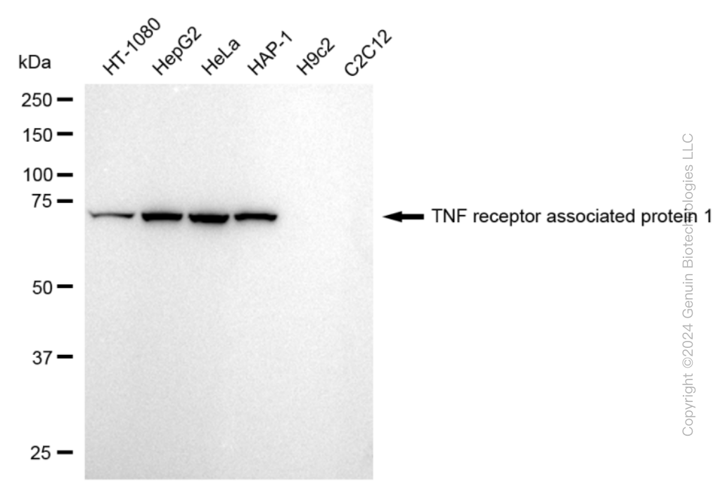 KD-Validated Anti-TNF Receptor Associated Protein 1 Rabbit Monoclonal Antibody ABG1749