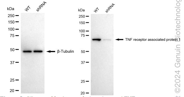 KD-Validated Anti-TNF Receptor Associated Protein 1 Rabbit Monoclonal Antibody ABG1749