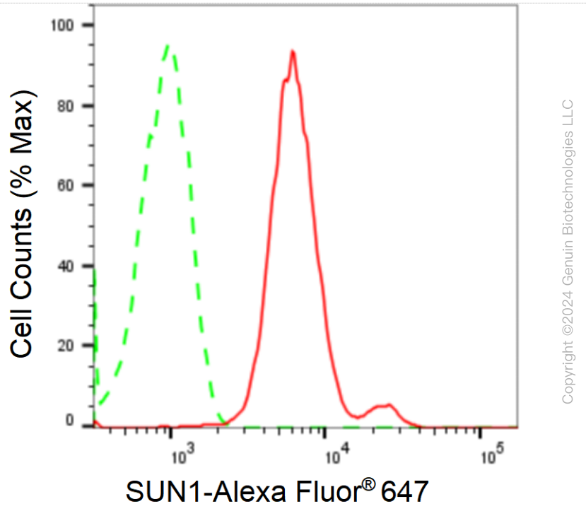 KD-Validated Anti-SUN1 Rabbit Monoclonal Antibody ABG1750
