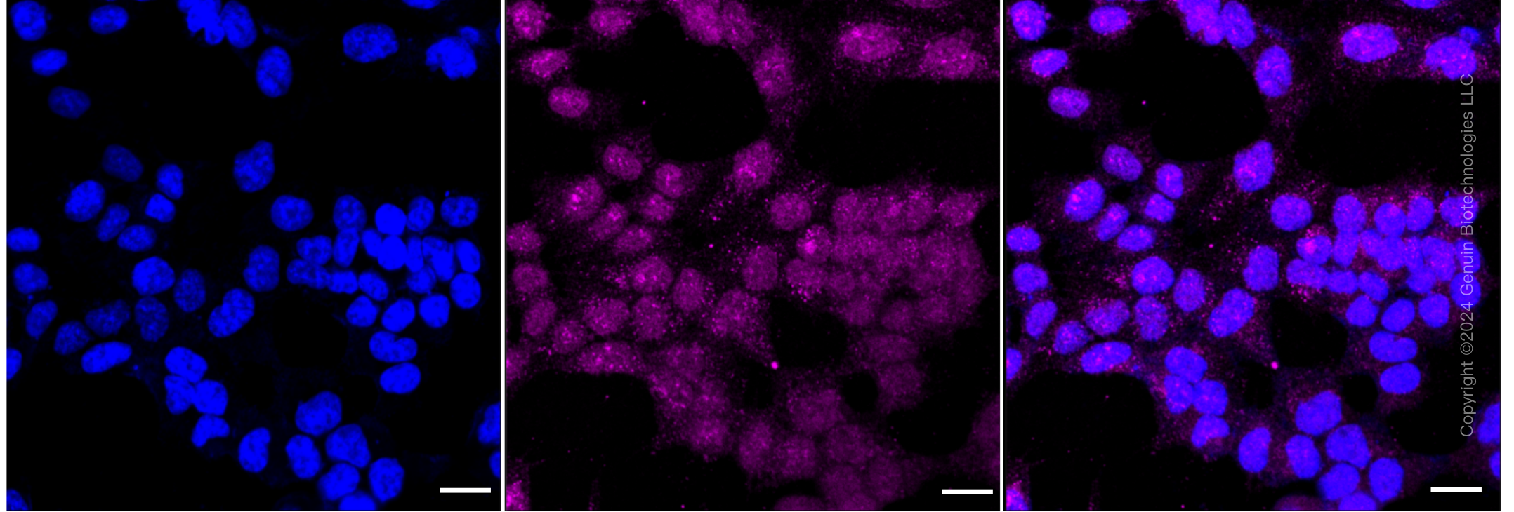 KD-Validated Anti-Trophoblast Glycoprotein Rabbit Monoclonal Antibody ABG1751