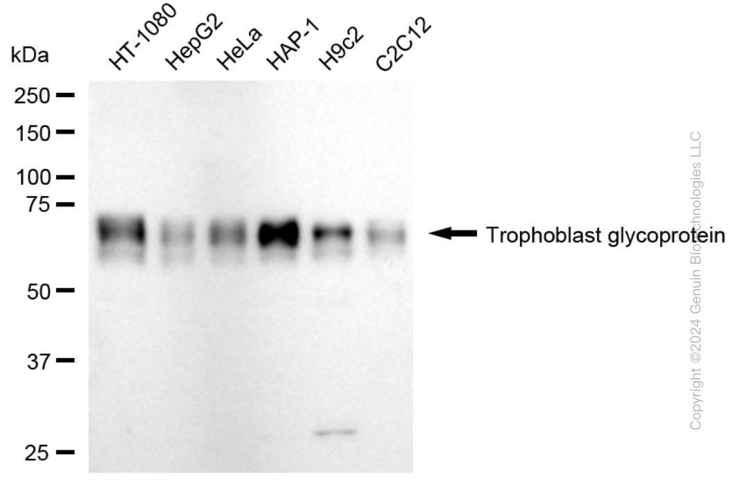 KD-Validated Anti-Trophoblast Glycoprotein Rabbit Monoclonal Antibody ABG1751