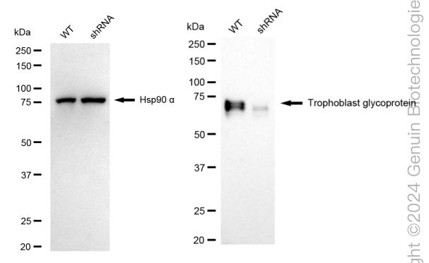 KD-Validated Anti-Trophoblast Glycoprotein Rabbit Monoclonal Antibody ABG1751