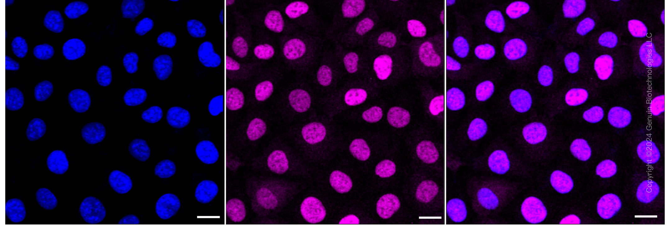 KD-Validated Anti-SRY-Box Transcription Factor 9 Rabbit Monoclonal Antibody ABG1752