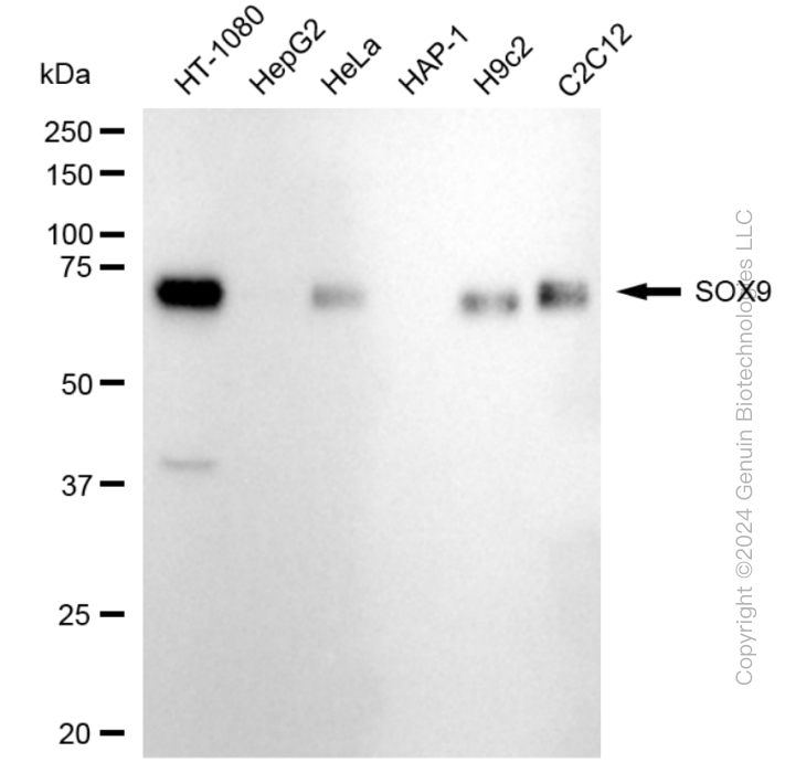KD-Validated Anti-SRY-Box Transcription Factor 9 Rabbit Monoclonal Antibody ABG1752