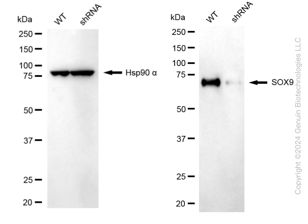 KD-Validated Anti-SRY-Box Transcription Factor 9 Rabbit Monoclonal Antibody ABG1752