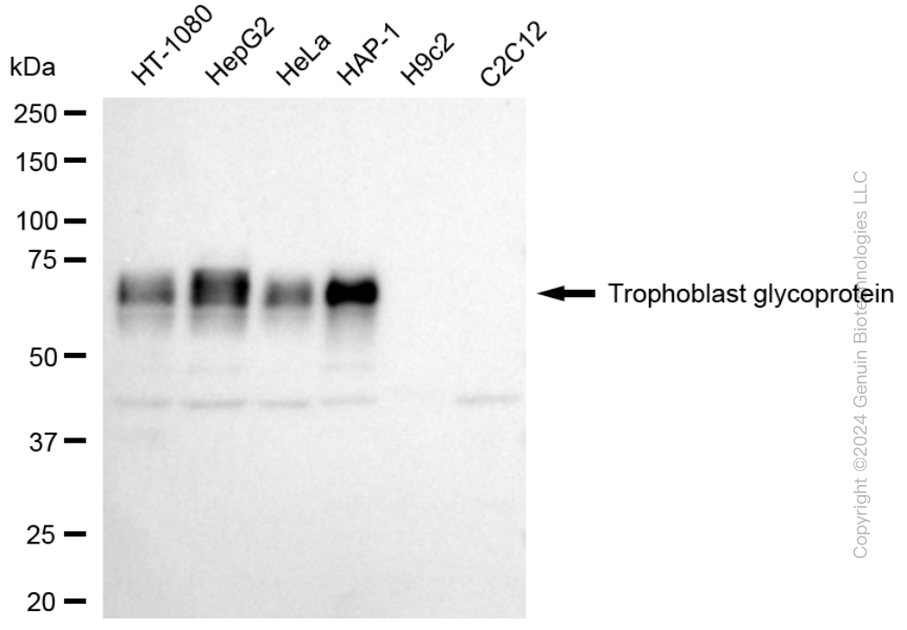 KD-Validated Anti-Trophoblast Glycoprotein Rabbit Monoclonal Antibody ABG1753