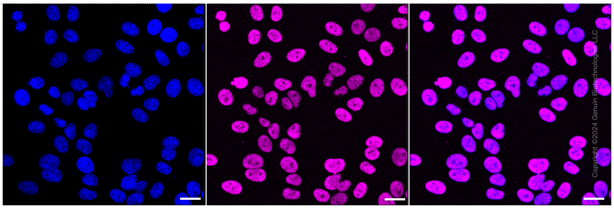 KD-Validated Anti-TARBP2 Rabbit Monoclonal Antibody ABG1754