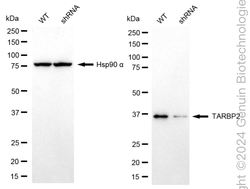 KD-Validated Anti-TARBP2 Rabbit Monoclonal Antibody ABG1754