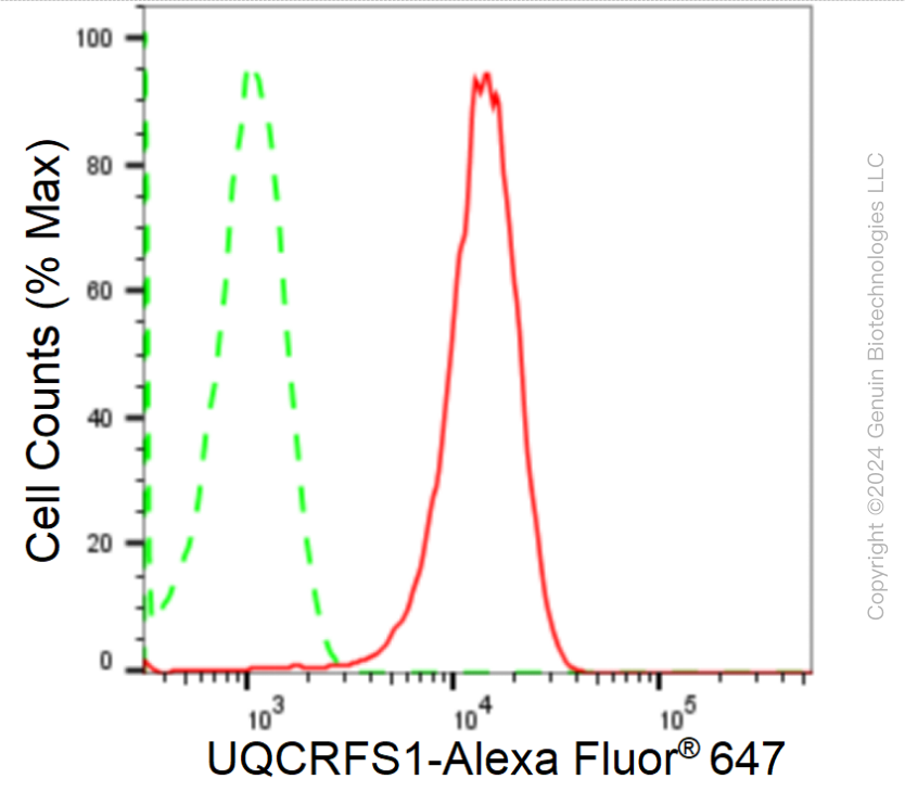 KD-Validated Anti-UQCRFS1 Rabbit Monoclonal Antibody ABG1755