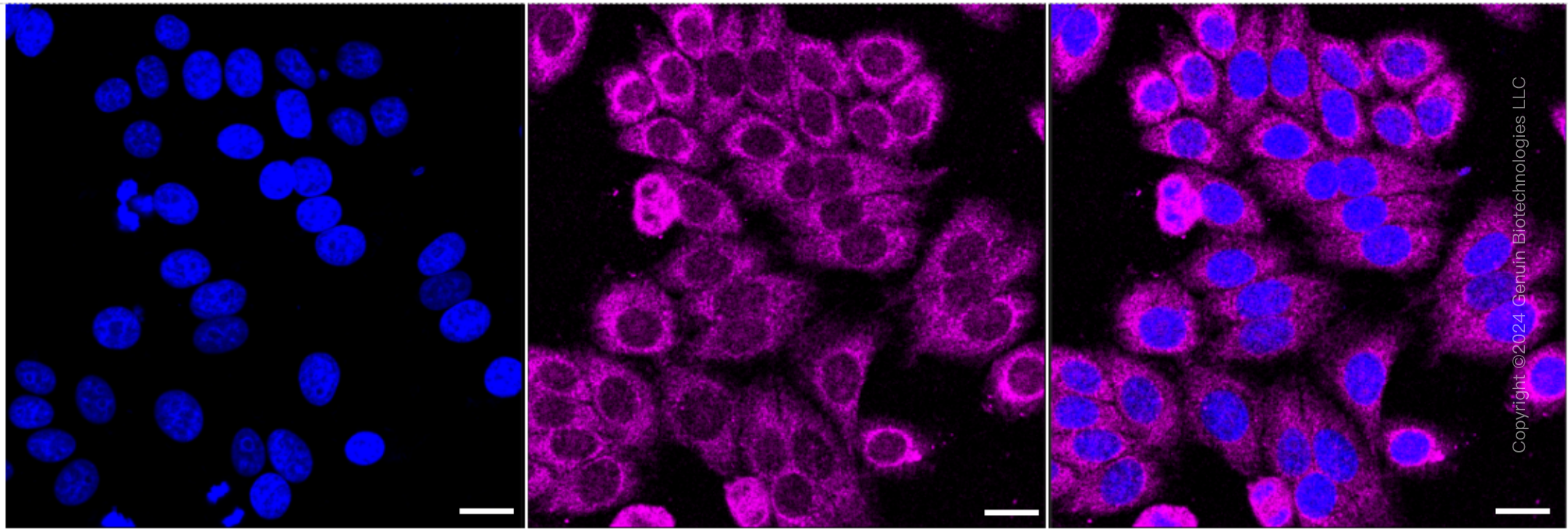 KD-Validated Anti-UQCRFS1 Rabbit Monoclonal Antibody ABG1755
