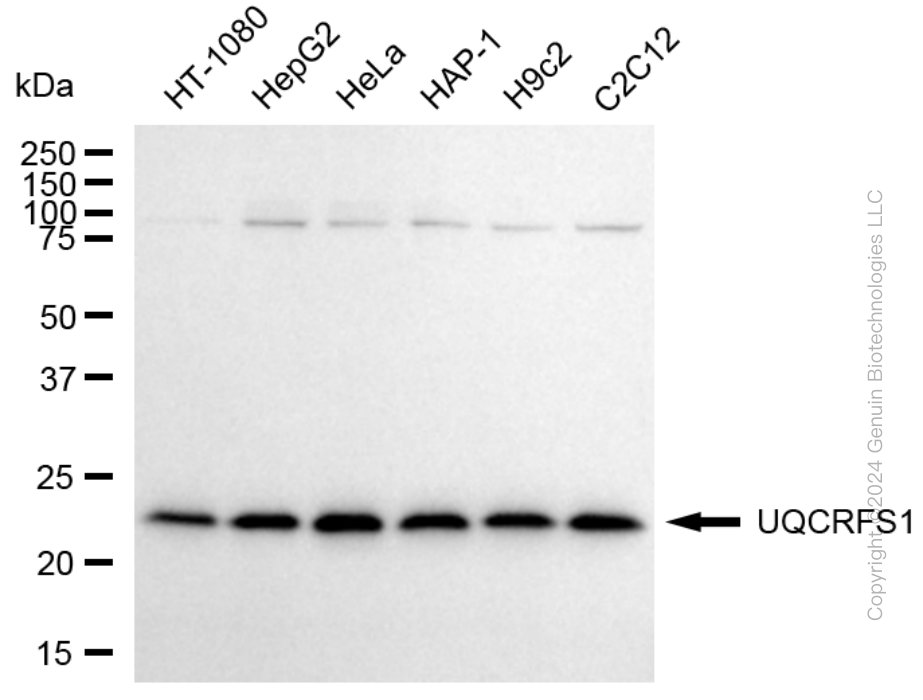 KD-Validated Anti-UQCRFS1 Rabbit Monoclonal Antibody ABG1755
