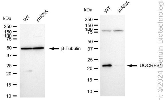 KD-Validated Anti-UQCRFS1 Rabbit Monoclonal Antibody ABG1755