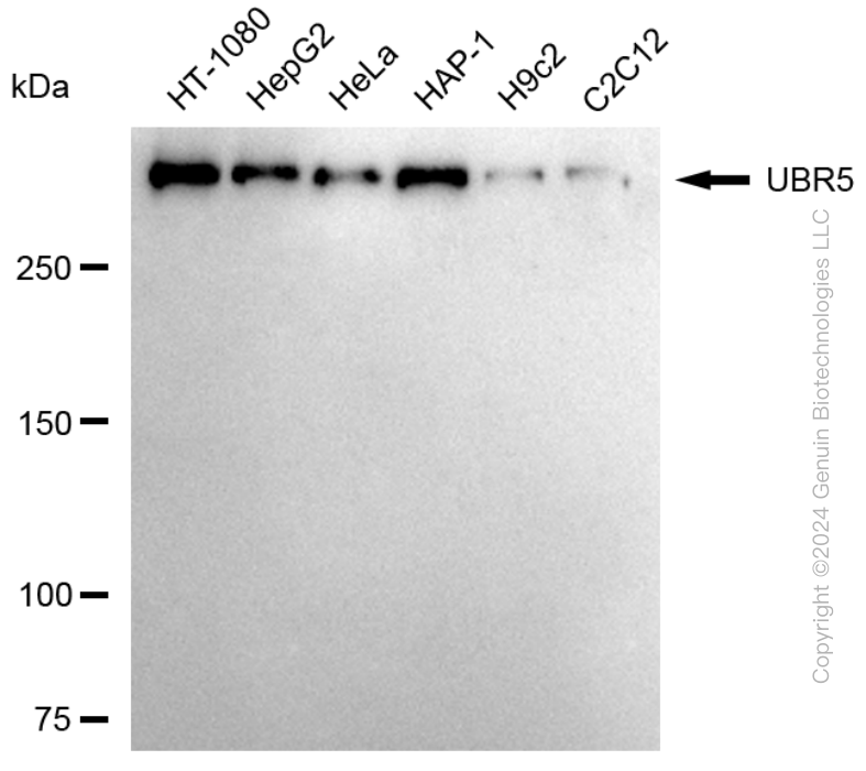 KD-Validated Anti-UBR5 Rabbit Monoclonal Antibody ABG1756