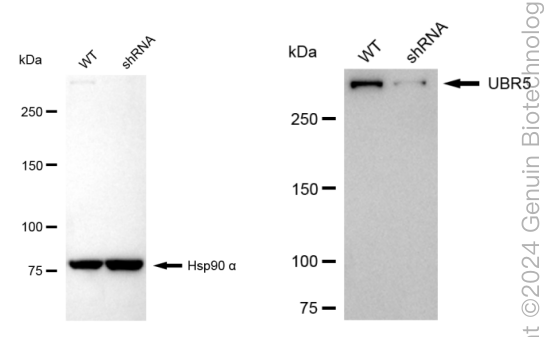 KD-Validated Anti-UBR5 Rabbit Monoclonal Antibody ABG1756