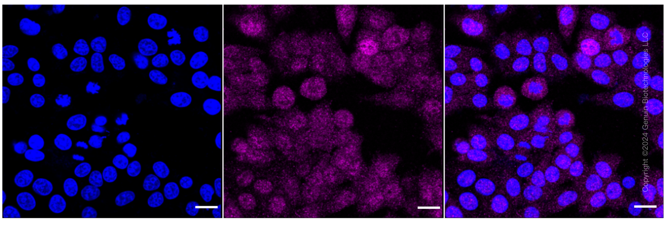 KD-Validated Anti-ZPR1 Zinc Finger Rabbit Monoclonal Antibody ABG1758