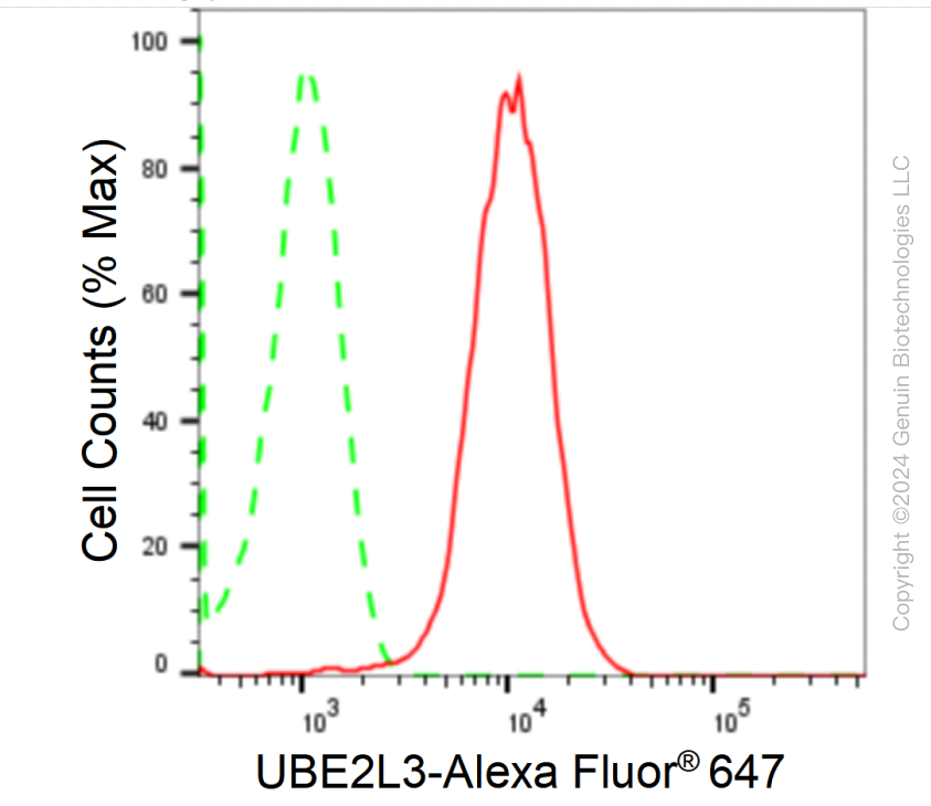 KD-Validated Anti-UBE2L3 Rabbit Monoclonal Antibody ABG1759