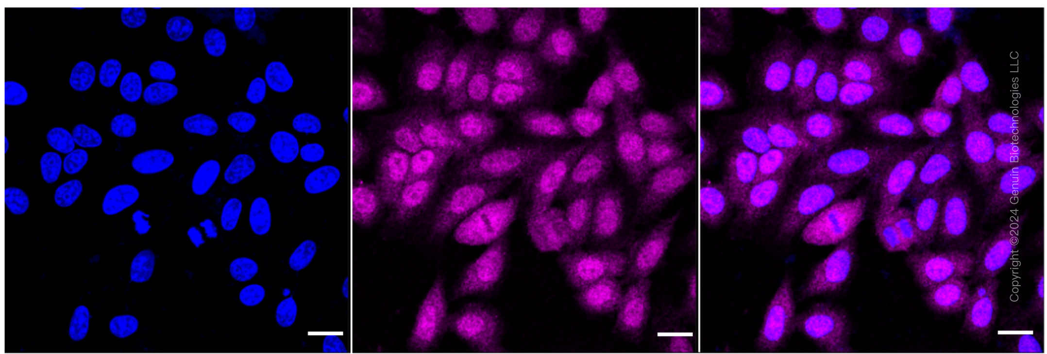 KD-Validated Anti-UBE2L3 Rabbit Monoclonal Antibody ABG1759