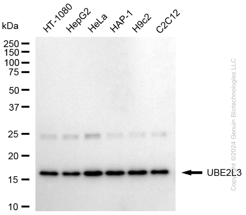 KD-Validated Anti-UBE2L3 Rabbit Monoclonal Antibody ABG1759