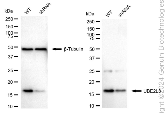 KD-Validated Anti-UBE2L3 Rabbit Monoclonal Antibody ABG1759