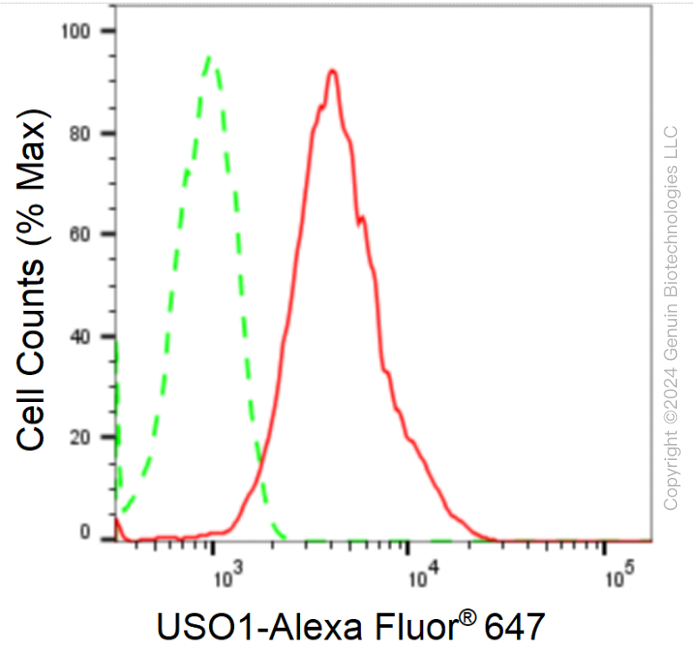 KD-Validated Anti-USO1 Vesicle Transport Factor Rabbit Monoclonal Antibody ABG1760