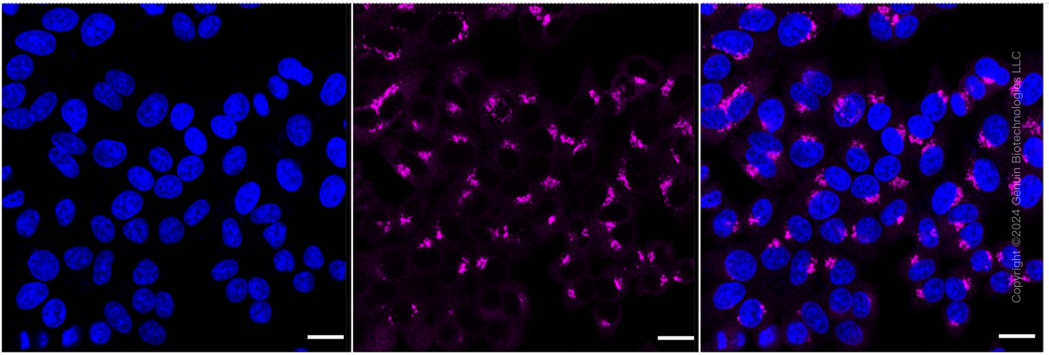 KD-Validated Anti-USO1 Vesicle Transport Factor Rabbit Monoclonal Antibody ABG1760