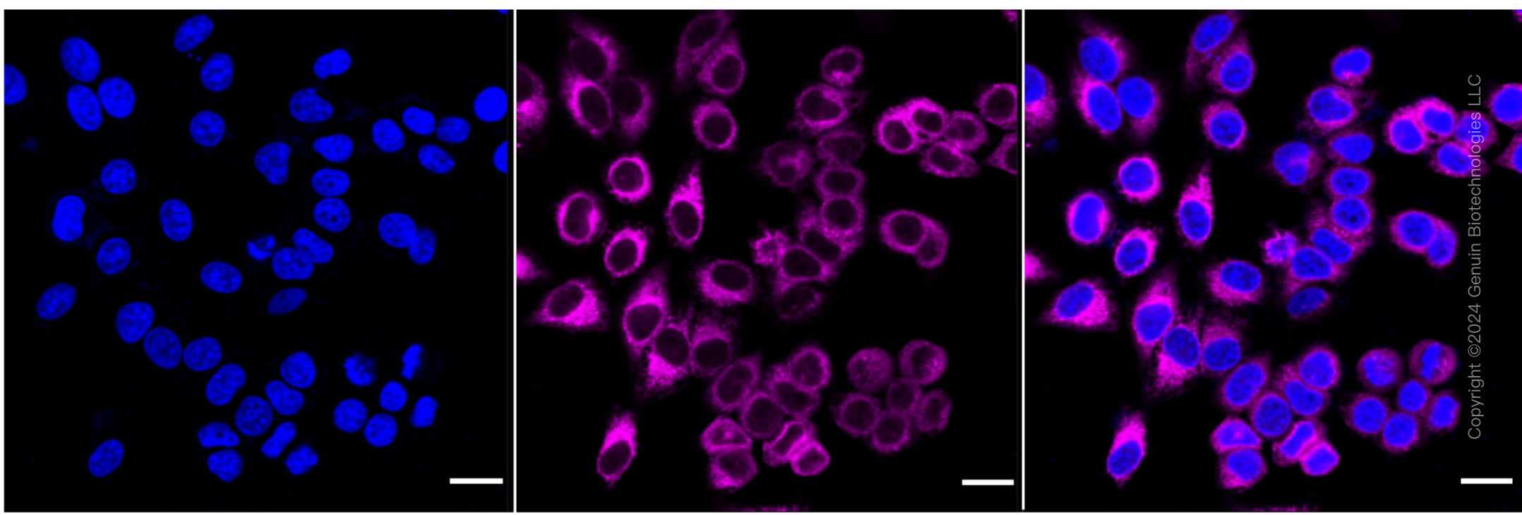 KD-Validated Anti-Sonic Hedgehog Signaling Molecule Rabbit Monoclonal Antibody ABG1761