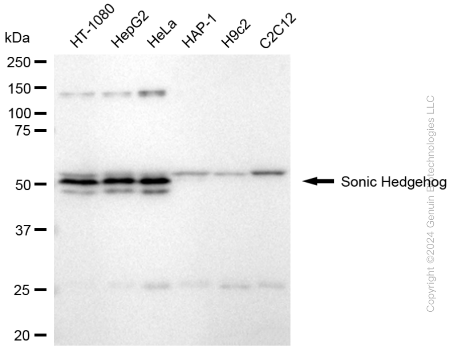 KD-Validated Anti-Sonic Hedgehog Signaling Molecule Rabbit Monoclonal Antibody ABG1761