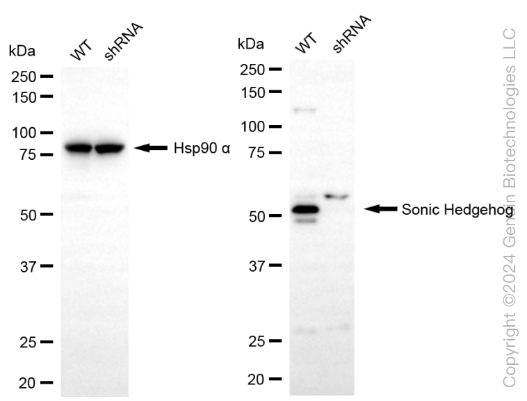 KD-Validated Anti-Sonic Hedgehog Signaling Molecule Rabbit Monoclonal Antibody ABG1761
