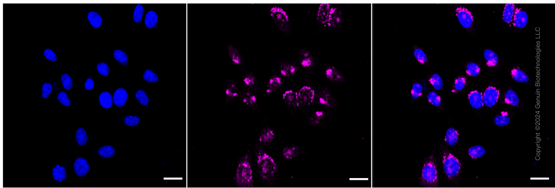 KD-Validated Anti-TATA Element Modulatory Factor 1 Rabbit Monoclonal Antibody ABG1762