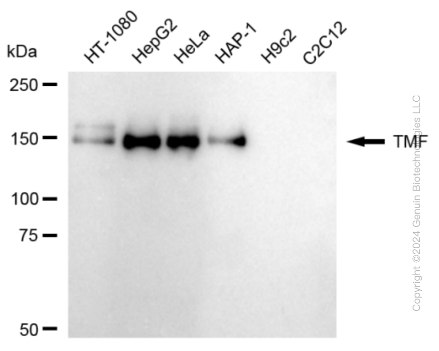 KD-Validated Anti-TATA Element Modulatory Factor 1 Rabbit Monoclonal Antibody ABG1762