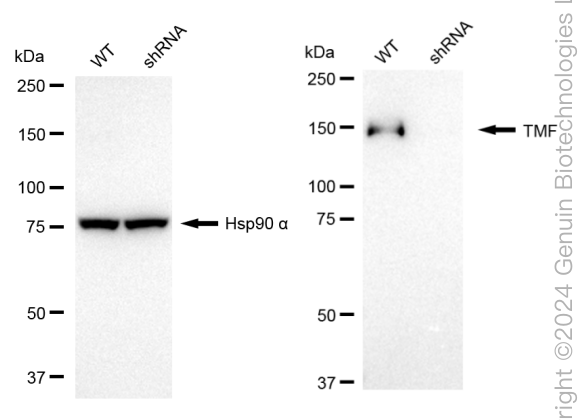 KD-Validated Anti-TATA Element Modulatory Factor 1 Rabbit Monoclonal Antibody ABG1762