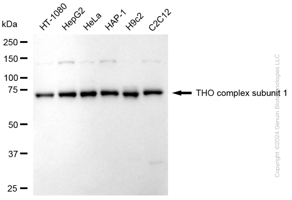 KD-Validated Anti-THO Complex Subunit 1 Rabbit Monoclonal Antibody ABG1763
