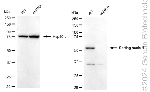KD-Validated Anti-Sorting Nexin 4 Rabbit Monoclonal Antibody ABG1764