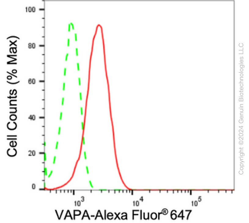 KD-Validated Anti-VAMP Associated Protein A Rabbit Monoclonal Antibody ABG1766