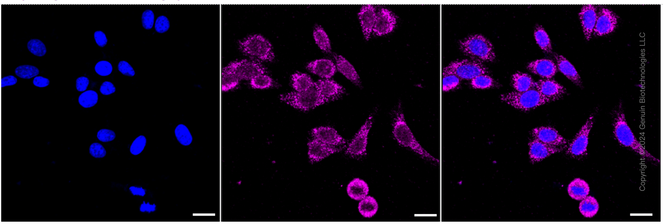KD-Validated Anti-VAMP Associated Protein A Rabbit Monoclonal Antibody ABG1766