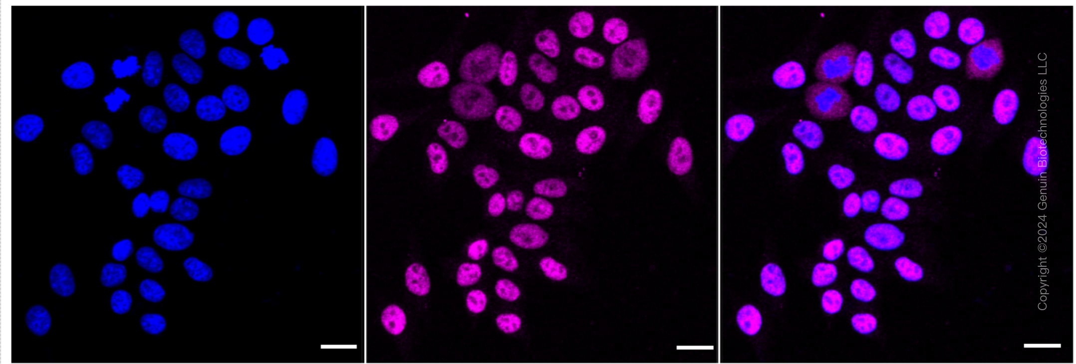 KD-Validated Anti-Timeless Circadian Regulator Rabbit Monoclonal Antibody ABG1767