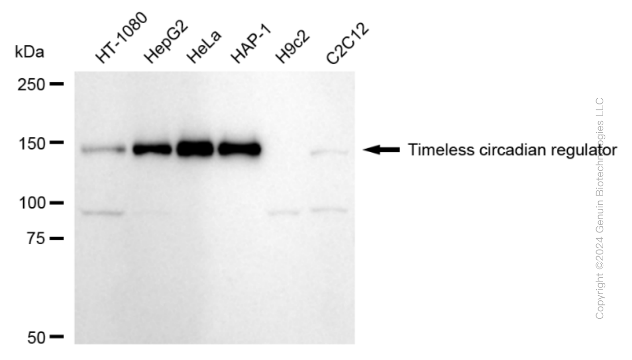 KD-Validated Anti-Timeless Circadian Regulator Rabbit Monoclonal Antibody ABG1767