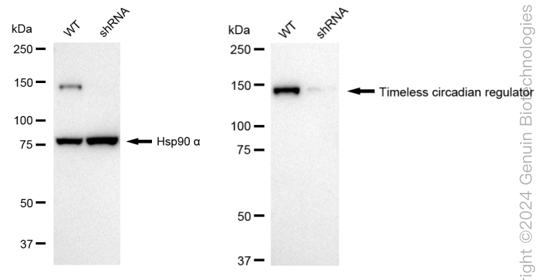 KD-Validated Anti-Timeless Circadian Regulator Rabbit Monoclonal Antibody ABG1767
