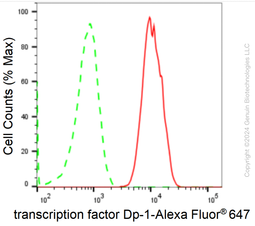 KD-Validated Anti-Transcription Factor Dp-1 Rabbit Monoclonal Antibody ABG1768