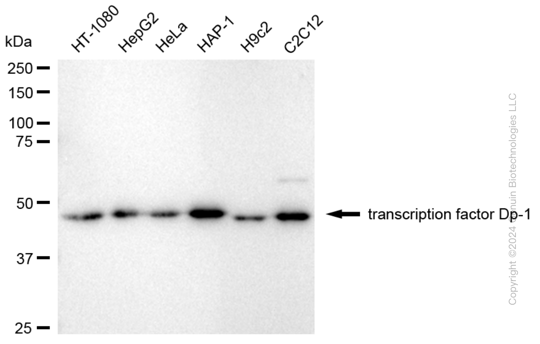 KD-Validated Anti-Transcription Factor Dp-1 Rabbit Monoclonal Antibody ABG1768