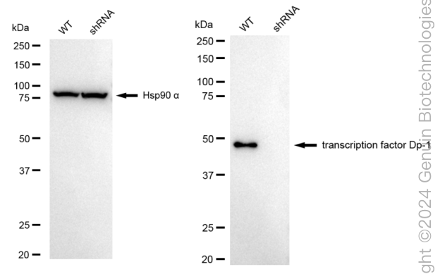 KD-Validated Anti-Transcription Factor Dp-1 Rabbit Monoclonal Antibody ABG1768