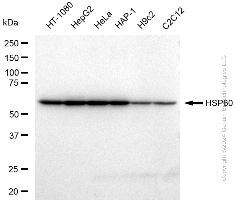 KD-Validated Anti-HSPD1 Rabbit Polyclonal Antibody ABG1769