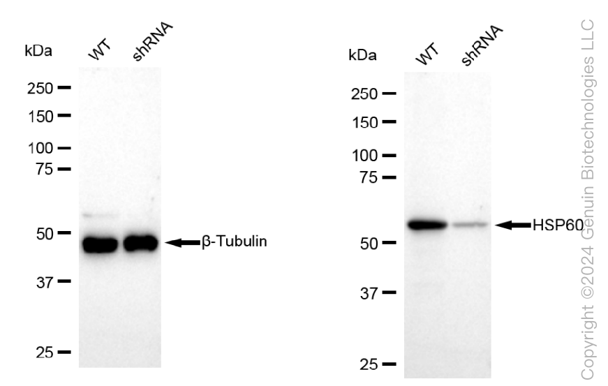 KD-Validated Anti-HSPD1 Rabbit Polyclonal Antibody ABG1769
